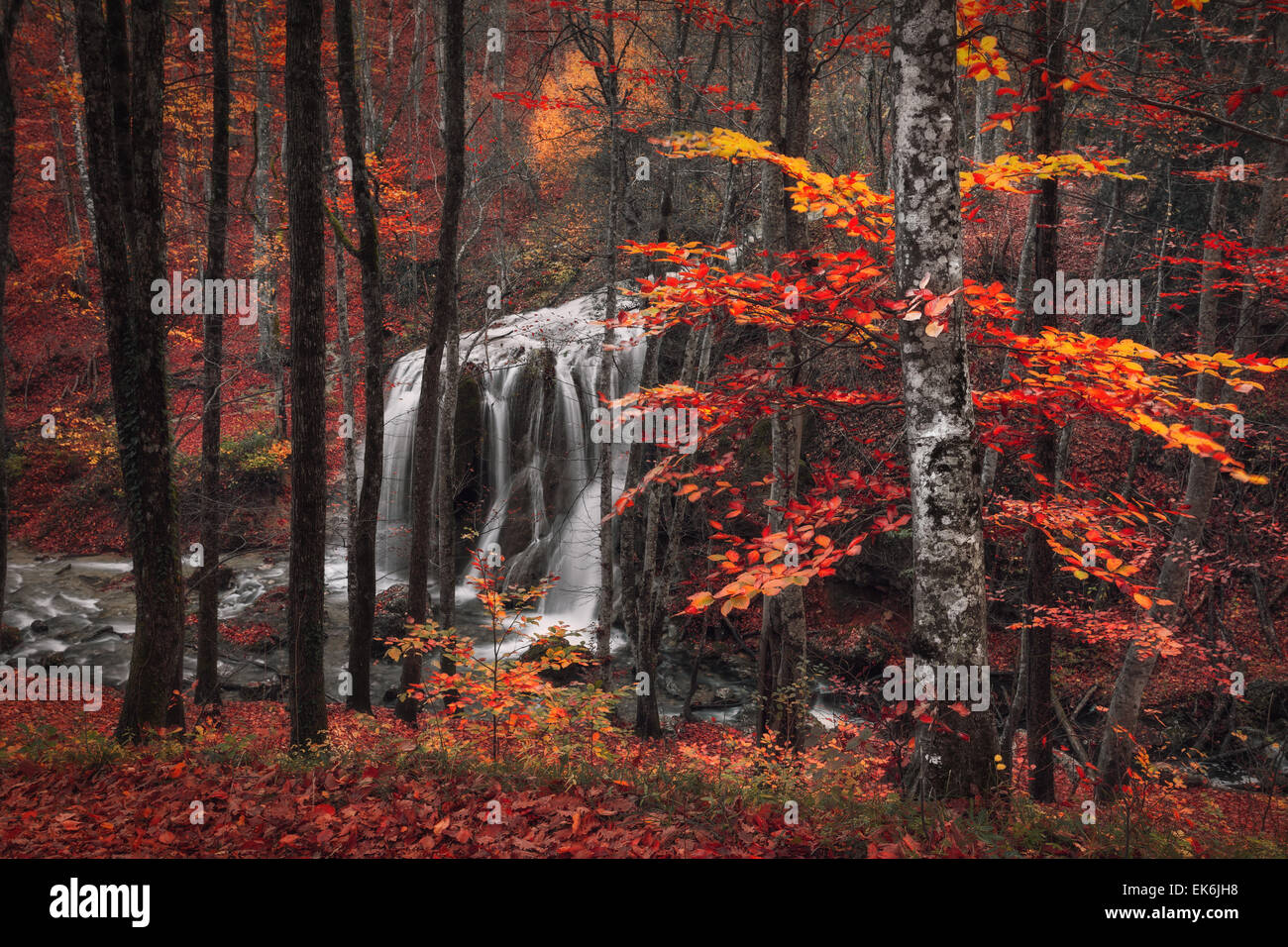 Bella cascata con alberi e foglie rosse, delle rocce e delle pietre nella foresta di autunno. Flusso di argento cascata (foresta di autunno in Crimea) Foto Stock