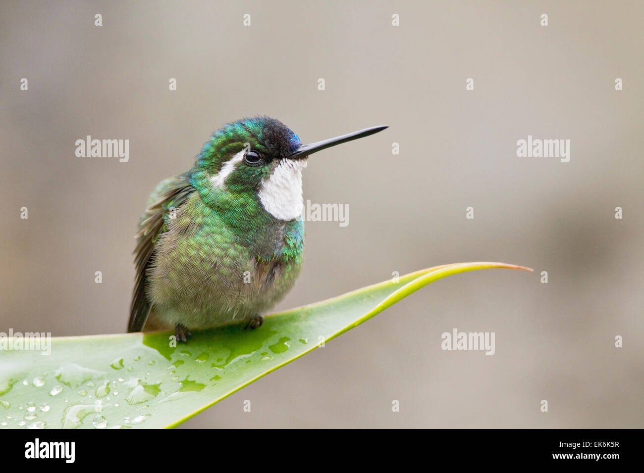 Bianco-throated Mountain Gem Hummingbird (Lampornis castaneoventris) maschio adulto appollaiato sulla foglia tropicale, Costa Rica Foto Stock