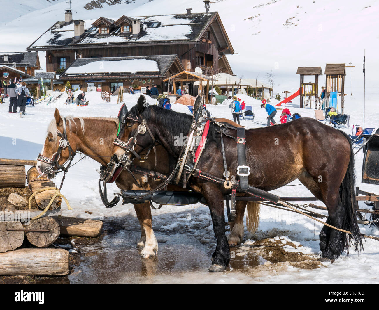 Slitta trainata da cavalli porta i visitatori fino al Rifugio Fuciade, Pale di San Martino, montagne dolomitiche, Alpi, Italia Foto Stock