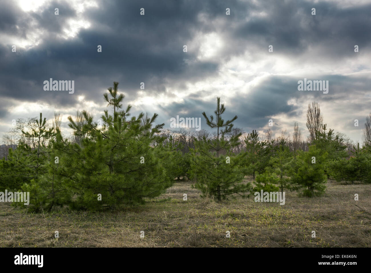 Bella e verde pineta nella foresta a molla con le nuvole al tramonto. Pino, abete. L'Ucraina Foto Stock