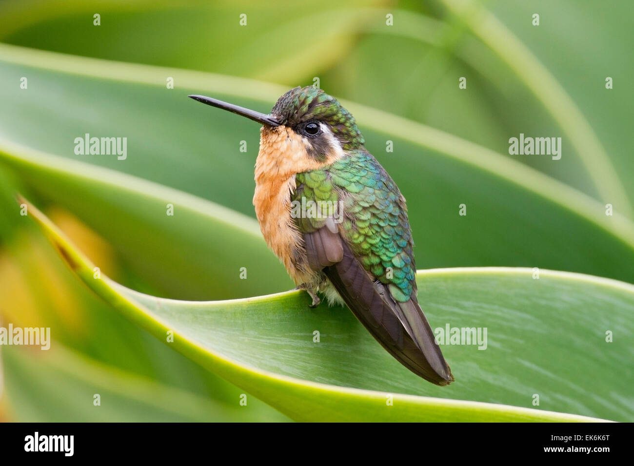 Bianco-throated Mountain Gem Hummingbird (Lampornis castaneoventris) femmina adulta appollaiato sulla foglia tropicale, Costa Rica Foto Stock
