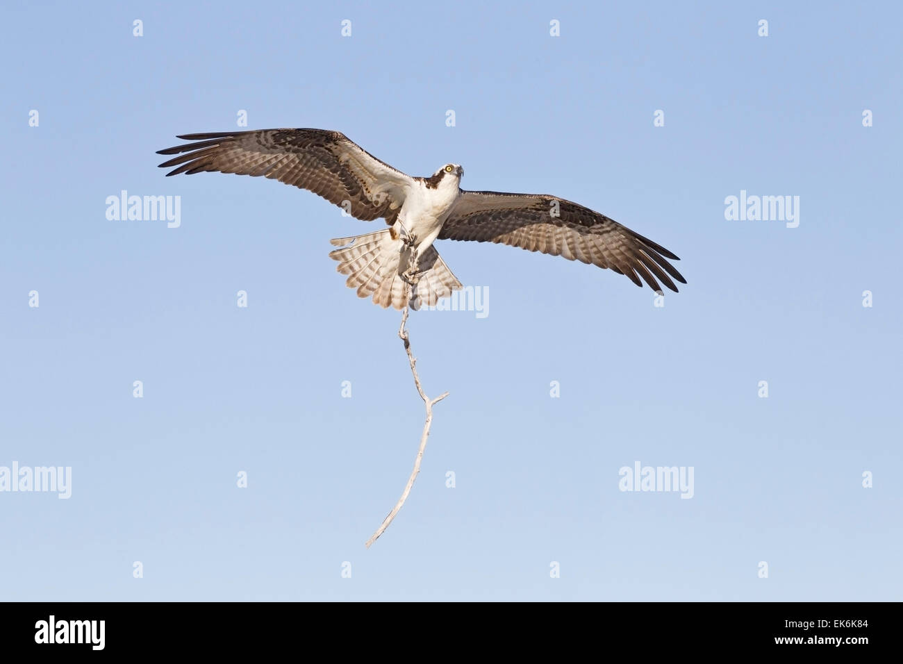 Falco pescatore (Pandion haliaetus) uccello adulto che trasportano materiale di nidificazione per il nido Foto Stock