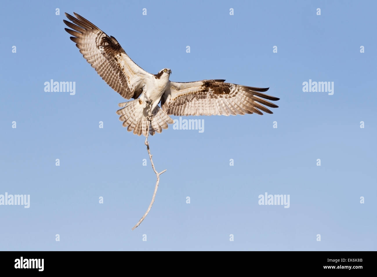 Falco pescatore (Pandion haliaetus) uccello adulto che trasportano materiale di nidificazione per il nido Foto Stock