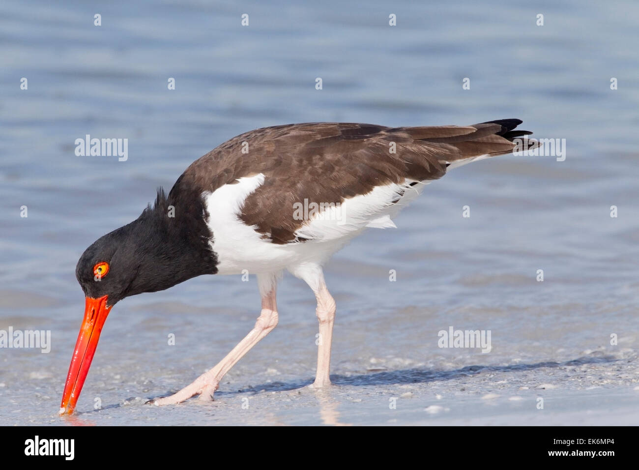 American Oystercatcher (Haematopus palliatus) adulto alimentazione su Beach, Florida, Stati Uniti d'America Foto Stock