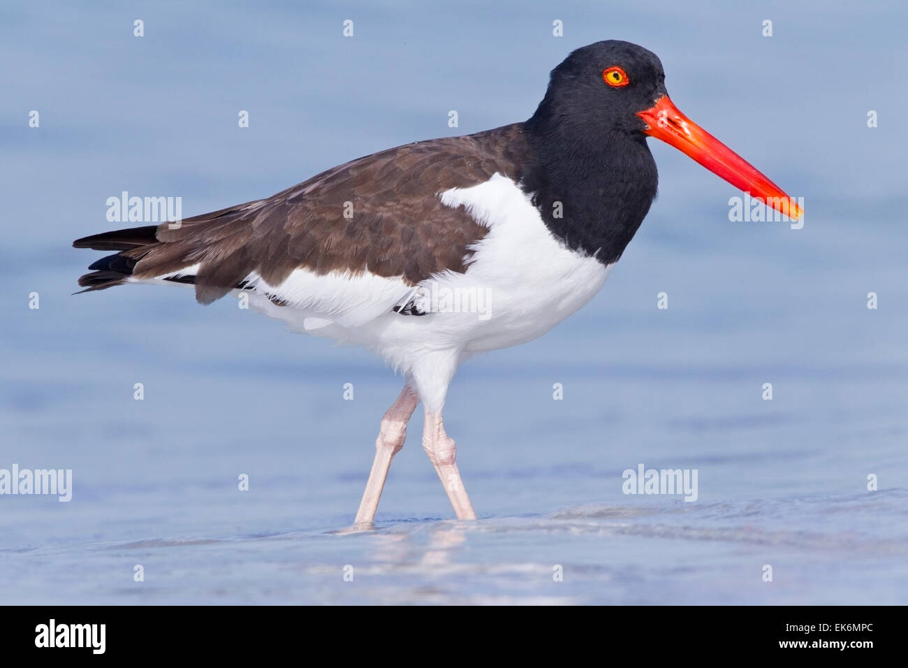 American Oystercatcher (Haematopus palliatus) adulto in piedi in acqua poco profonda, Florida, Stati Uniti d'America Foto Stock