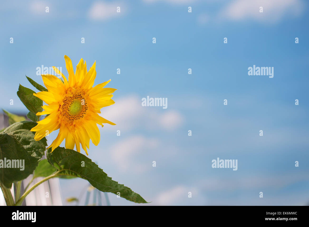 Piccolo giallo girasole e cielo blu sullo sfondo Foto Stock