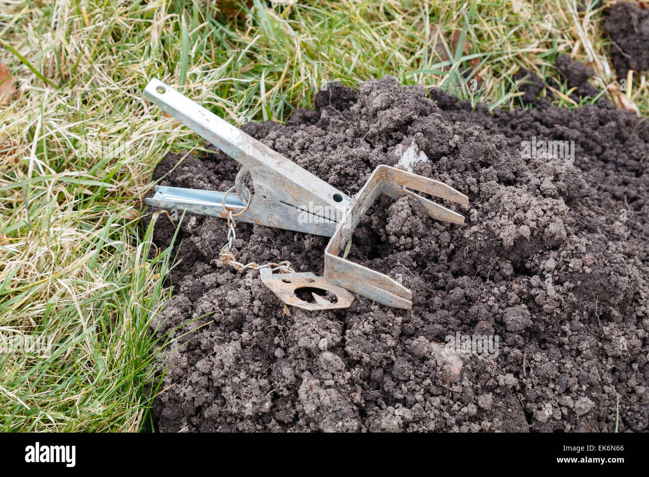 Trappola per mole unset sulla sommità di una collina in mole. Si tratta di una trappola a forbice Foto Stock
