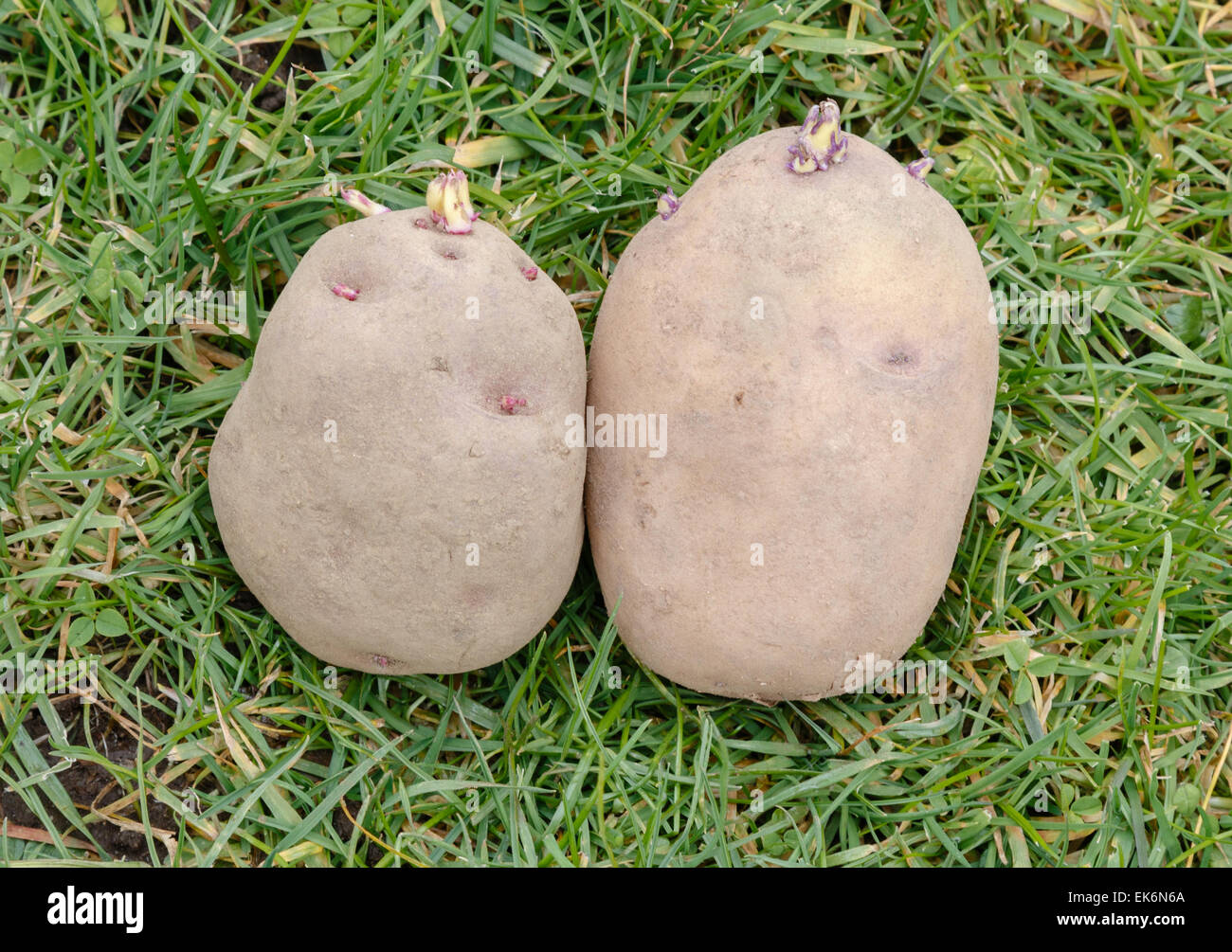 Tuberi seme di patate con germogli verdi o chits pronto per piantare in un giardino vegetale Foto Stock