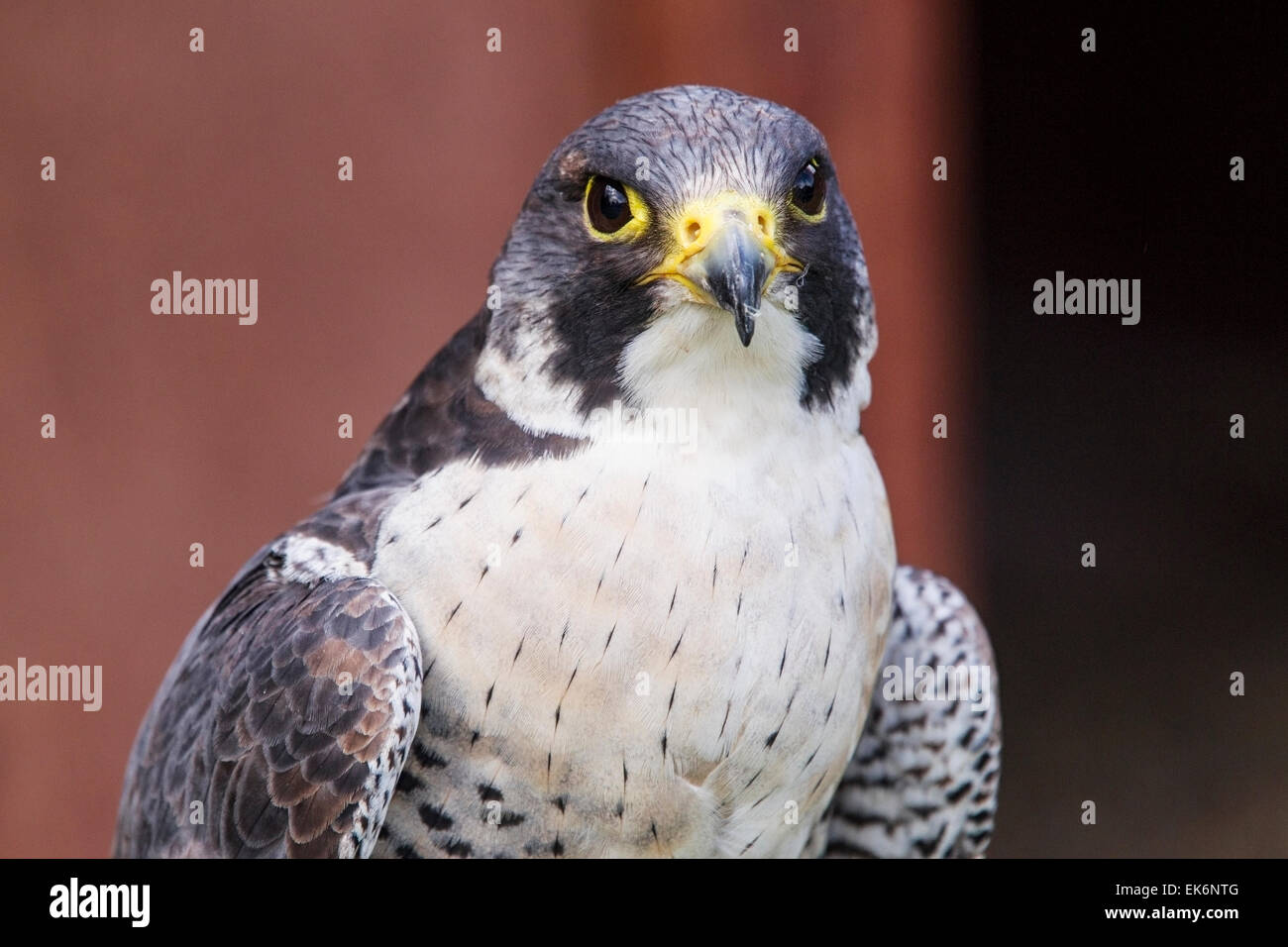 Falco pellegrino (Falco peregrinus), close-up della testa di adulto Foto Stock