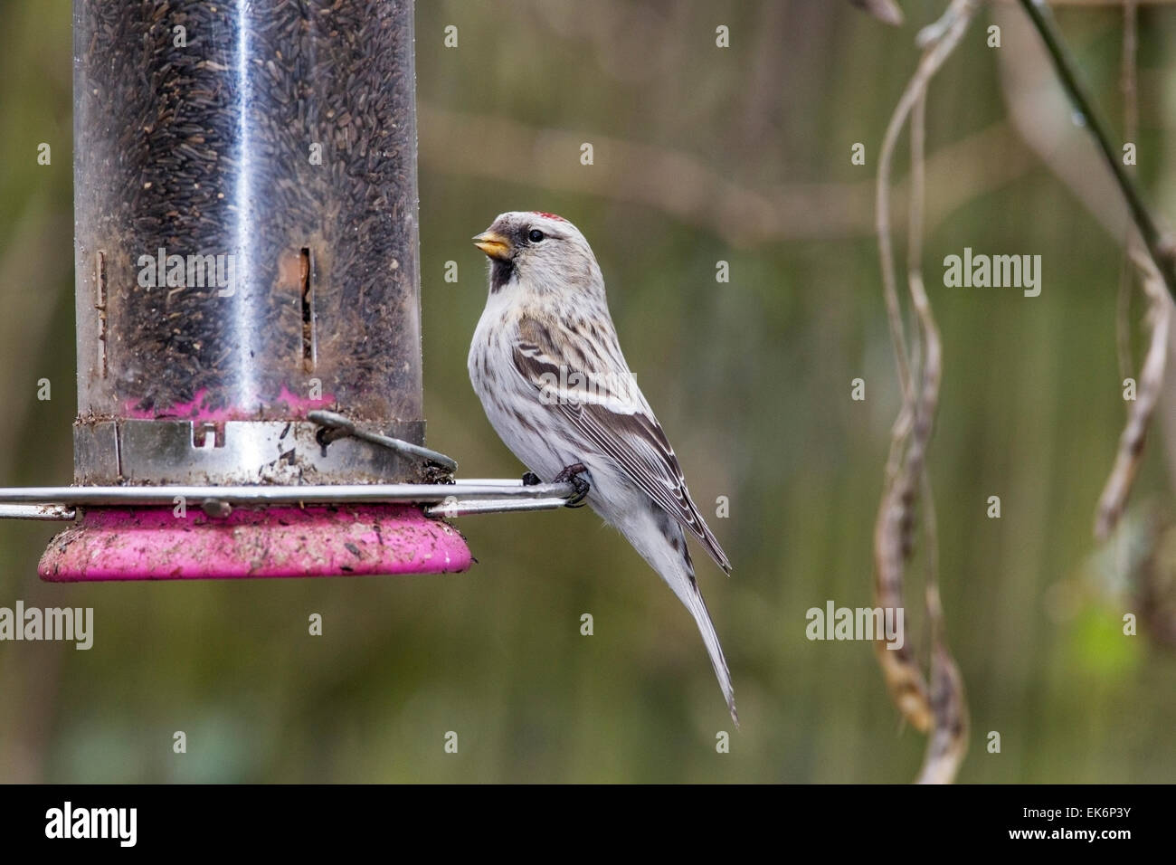 Arctic Redpoll (Acanthis hornemanni o Carduelis hornemanni) adulto alimentazione a semi di girasole bird feeder, Norfolk, Inghilterra, Regno Unito Foto Stock
