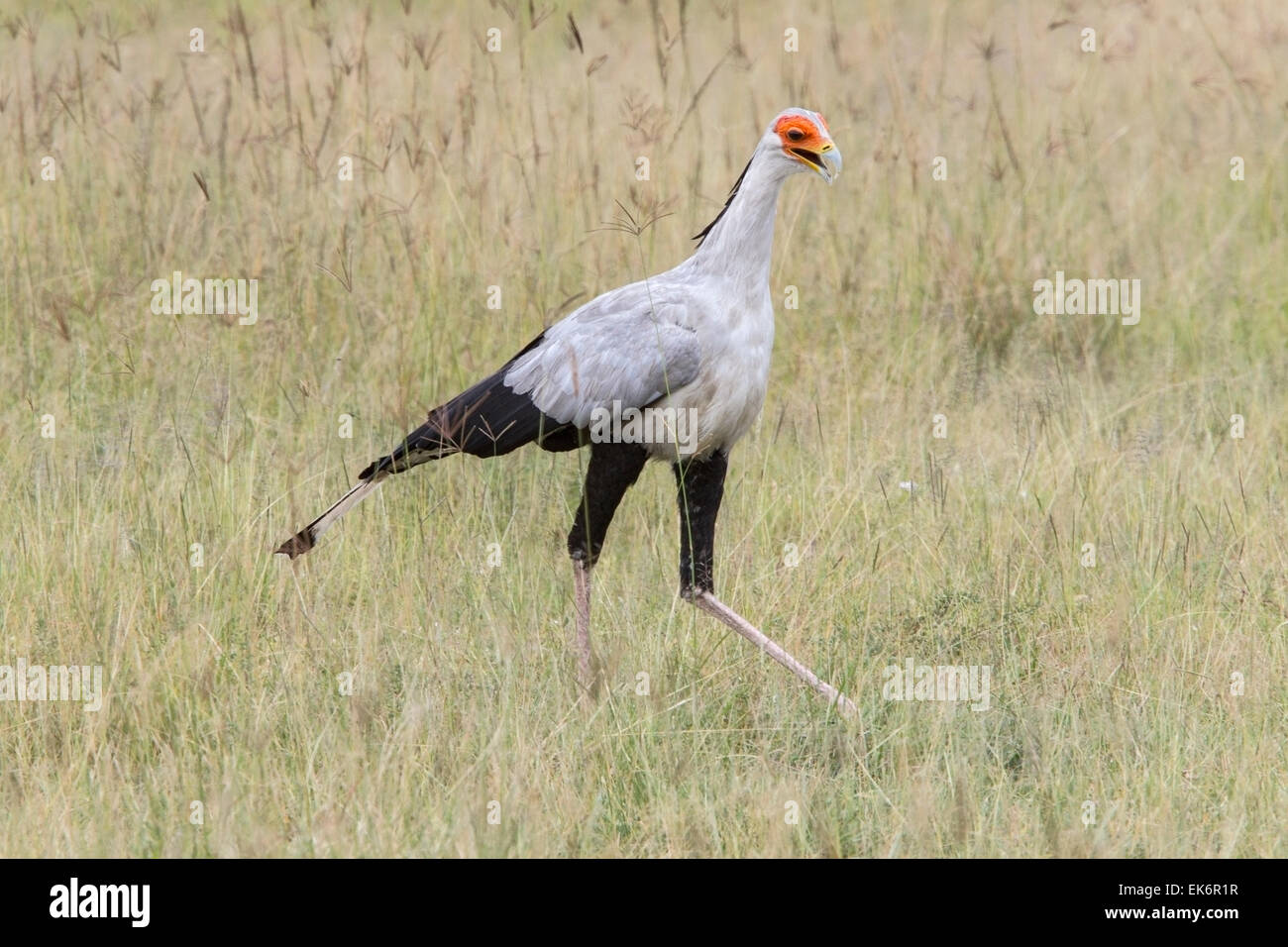 Segretario Bird (Sagittarius serpentarius) adulto a piedi attraverso l'erba steppe, Masai Mara, Kenya, Africa orientale Foto Stock