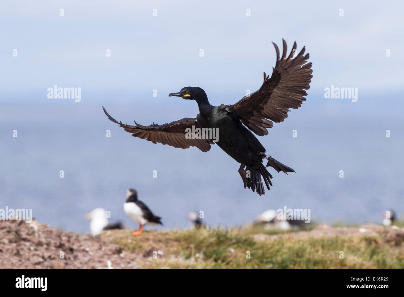 Il marangone dal ciuffo (phalacrocorax aristotelis) adulto nella stagione riproduttiva, in atterraggio a nido, farne Isles, Northumberland, England, Regno Unito Foto Stock