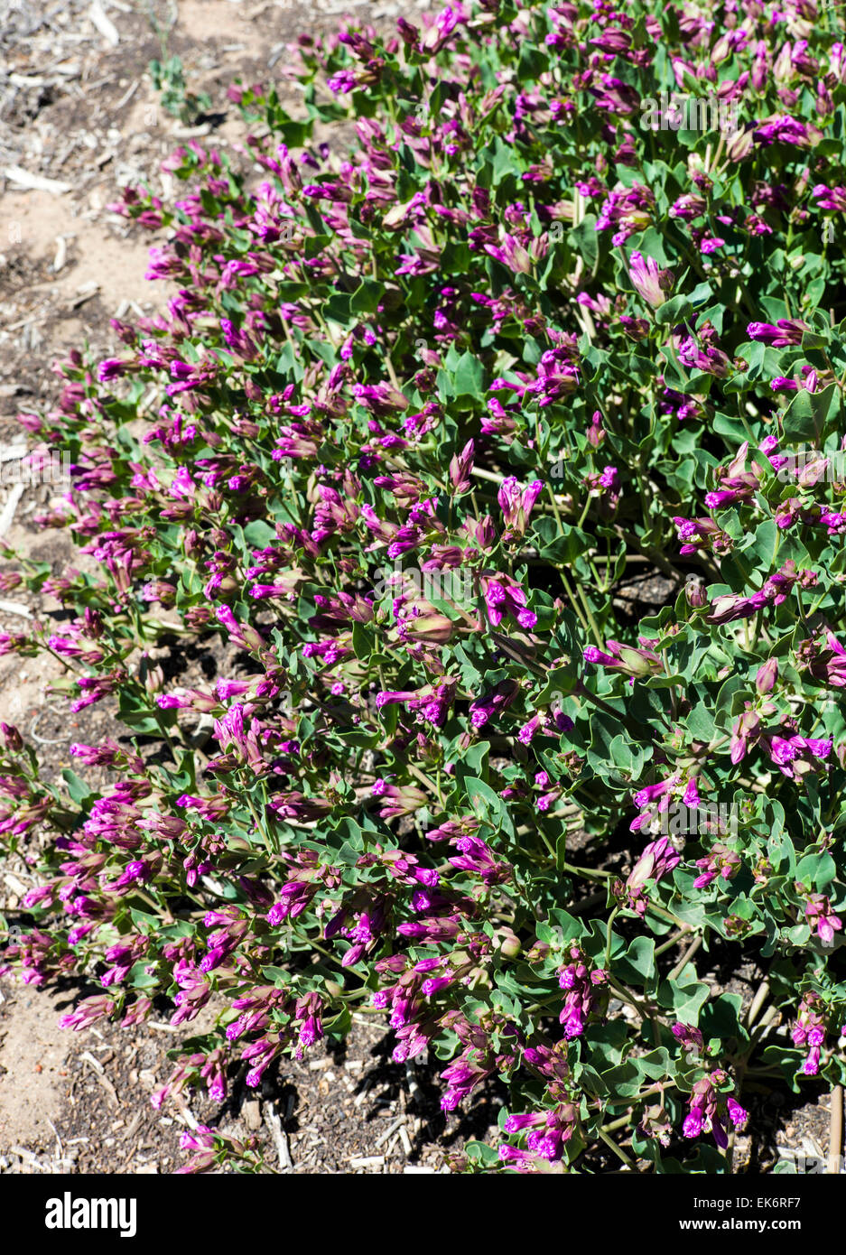 Deserto quattro ore Mirabilis multiflora, fioriti in Bloom, Central Colorado, STATI UNITI D'AMERICA Foto Stock