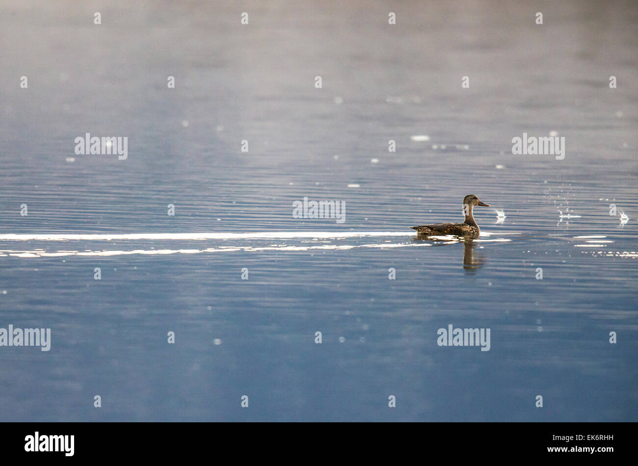 Germano Reale femmina o anatra selvatica (Anas platyrhynchos) anatra di dedicarmi al tramonto, Monte Vista National Wildlife Refuge, Colorado, STATI UNITI D'AMERICA Foto Stock