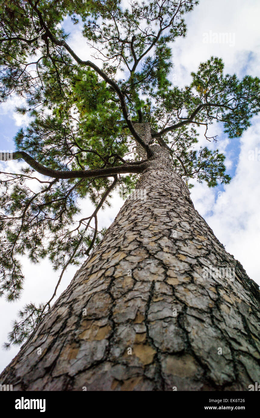 Loblolly Pine Tree, il Bayou Bend gardens & home, il Museo delle Belle Arti di Houston Foto Stock