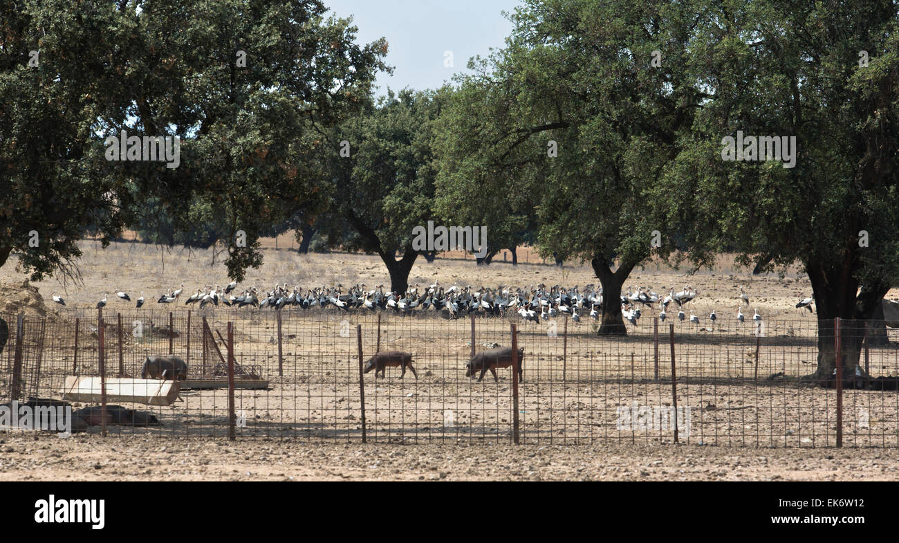 Suini e cicogne su una pastorale area di gestione, Badajoz, Spagna Foto Stock
