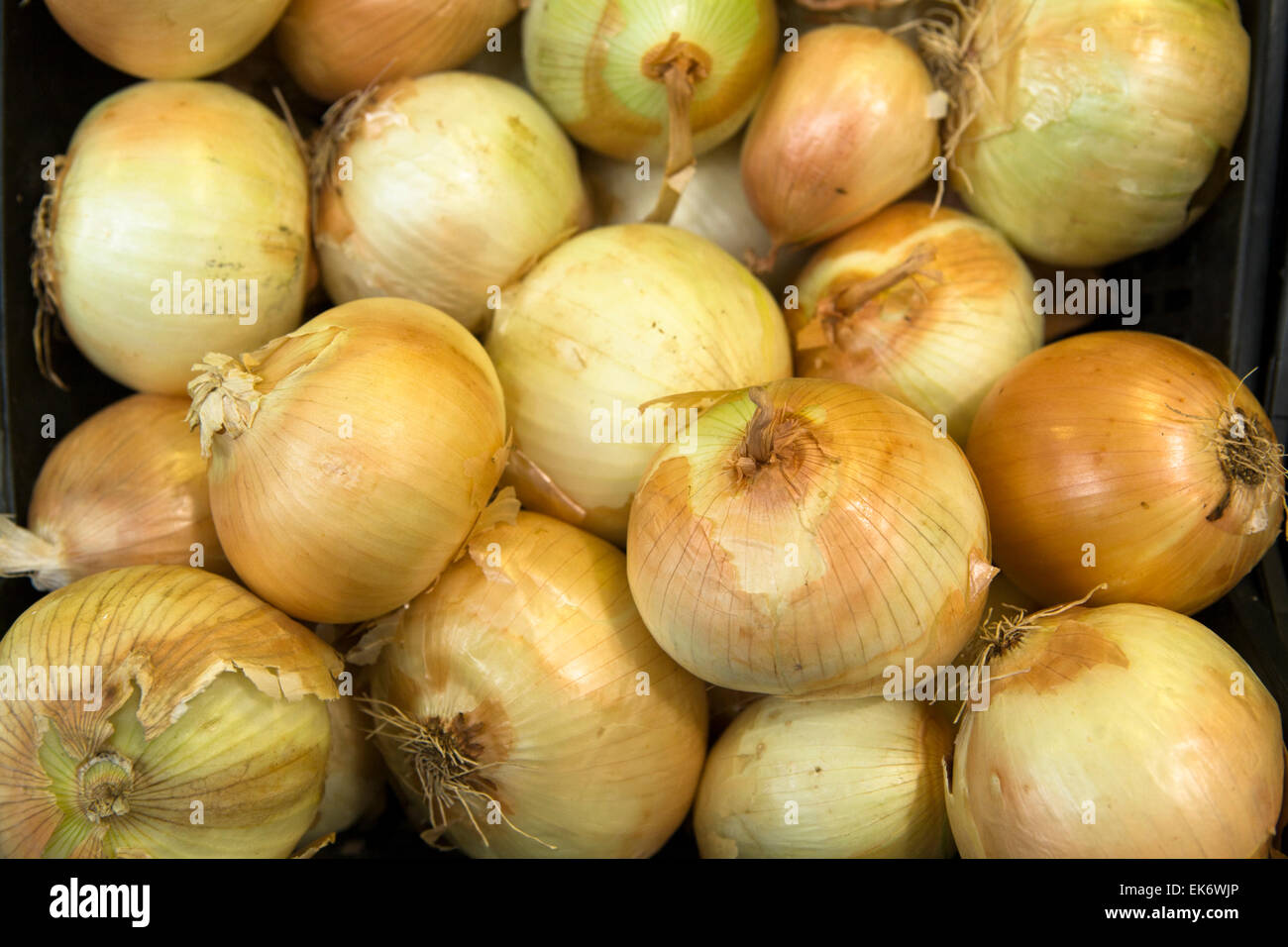 Cipolle in commercio all'ingrosso sul mercato prodotti alimentari pronti per la vendita Foto Stock