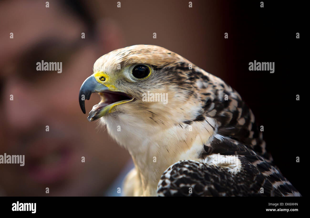 Il gyrfalcon è un grande Falcon è di circa le stesse dimensioni del più grande buteos maggiore del Falco Pellegrino (quale Foto Stock