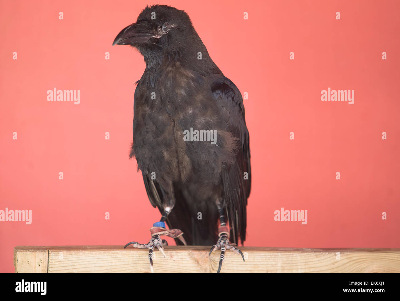 Il Comune Corvo Imperiale (Corvus corax), noto anche come il nord o Raven Black Crow, è un grande e tutto nero passerine bird. Girato sl Foto Stock