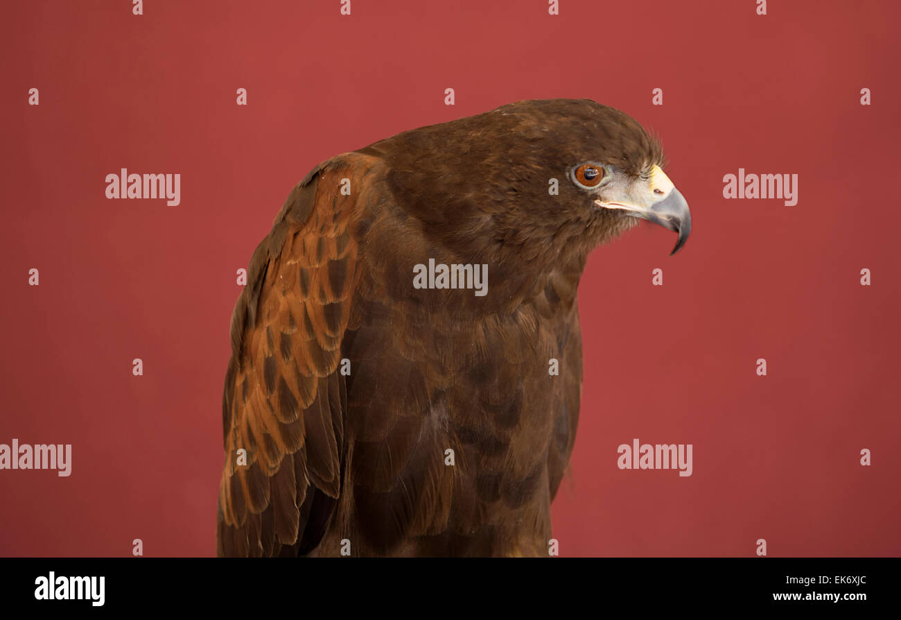 La Harris's Hawk o Harris Hawk (Parabuteo unicinctus) precedentemente noto come la baia-winged Hawk o Dusky Hawk, è un medio-grandi b Foto Stock La Harris's Hawk o Harris Hawk (Parabuteo unicinctus) precedentemente noto come la baia-winged Hawk o Dusky Hawk, è un medio-grandi b Foto Stock