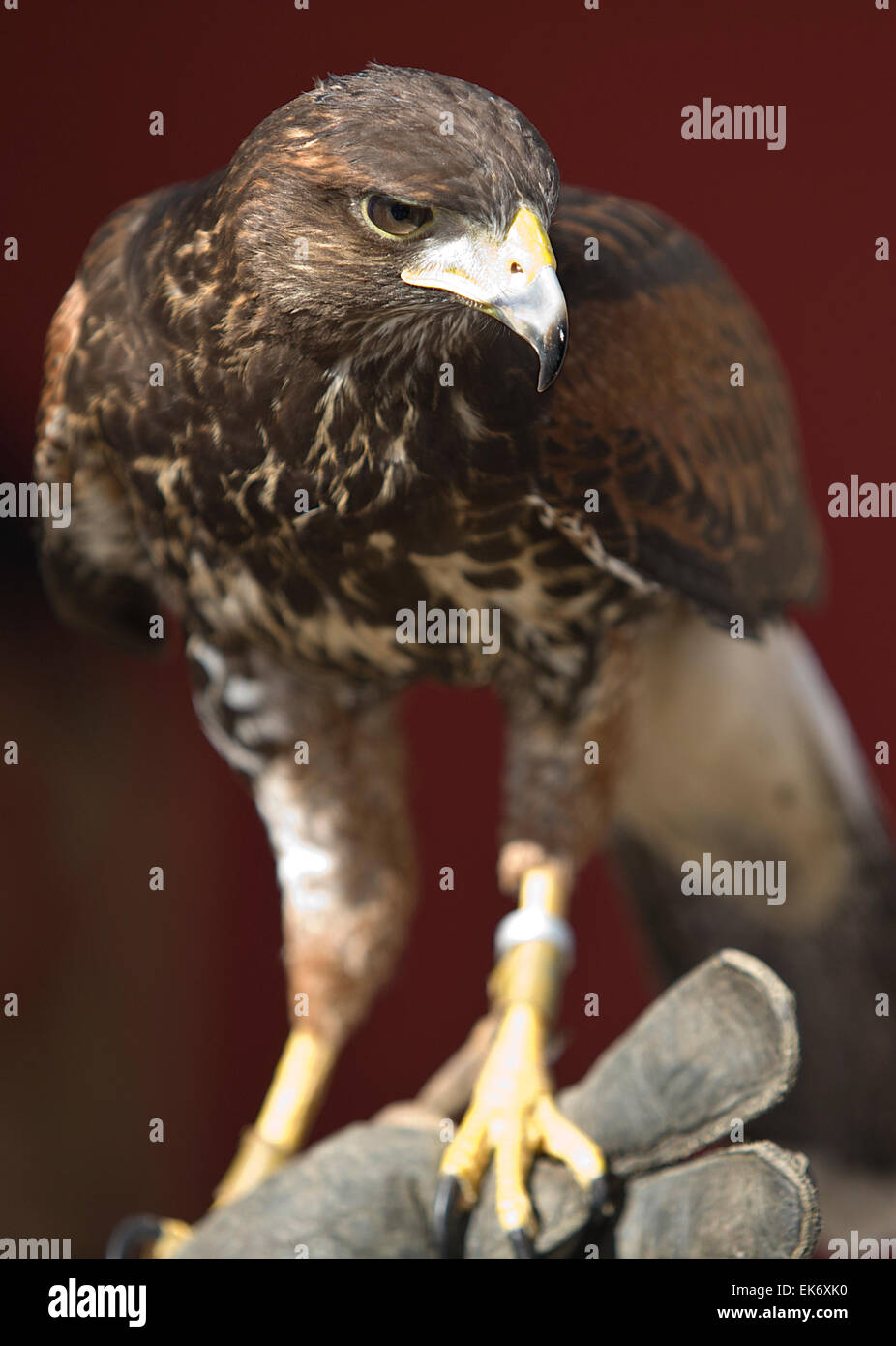 La Harris's Hawk o Harris Hawk (Parabuteo unicinctus) precedentemente noto come la baia-winged Hawk o Dusky Hawk, è un medio-grandi b Foto Stock La Harris's Hawk o Harris Hawk (Parabuteo unicinctus) precedentemente noto come la baia-winged Hawk o Dusky Hawk, è un medio-grandi b Foto Stock
