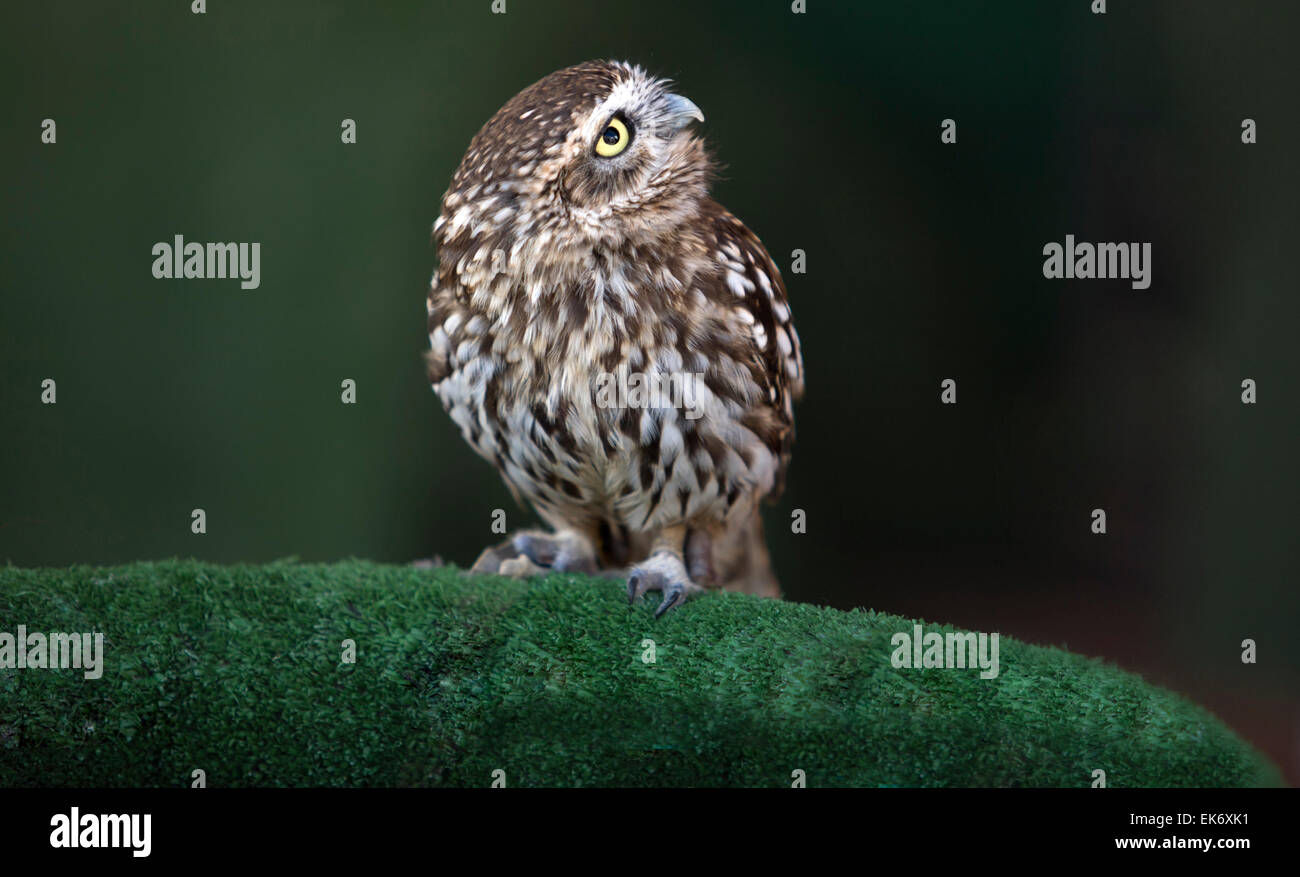 La Civetta (Athene noctua) è un uccello che è residente in gran parte delle zone temperate e parti più calde di Europa, Asia Est a Kor Foto Stock La Civetta (Athene noctua) è un uccello che è residente in gran parte delle zone temperate e parti più calde di Europa, Asia Est a Kor Foto Stock