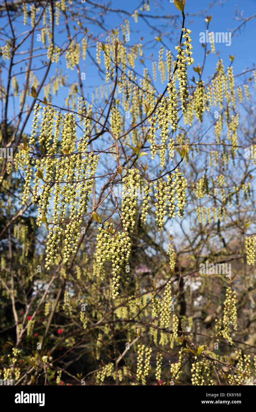 Telecomando di delicato colore giallo pallido racemi di Stachyurus chinensis 'Celina' alla RHS Gardens, Wisley, Surrey, Regno Unito fioritura in primavera Foto Stock