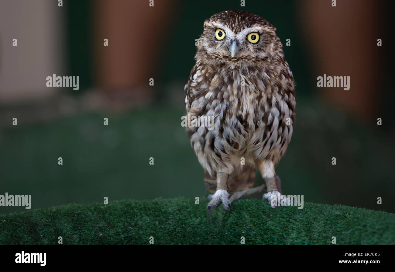 La Civetta (Athene noctua) è un uccello che è residente in gran parte delle zone temperate e parti più calde di Europa, Asia Est a Kor Foto Stock La Civetta (Athene noctua) è un uccello che è residente in gran parte delle zone temperate e parti più calde di Europa, Asia Est a Kor Foto Stock