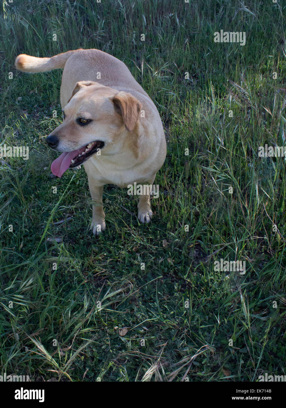 Happy dog fuori su una passeggiata Foto Stock