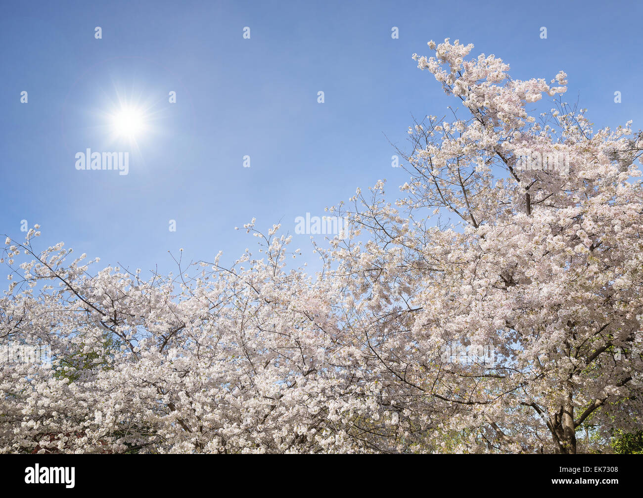 Ciliegio in fiore fiorisce in primavera. Cielo blu dello sfondo con la sun. Foto Stock