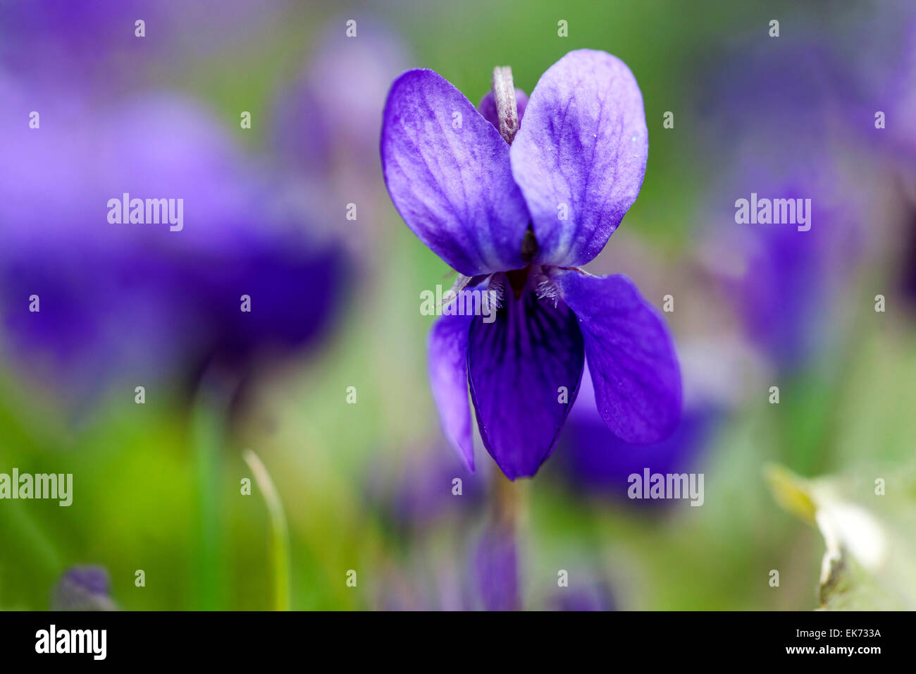 Viola odorata, viola mammola close up Foto Stock