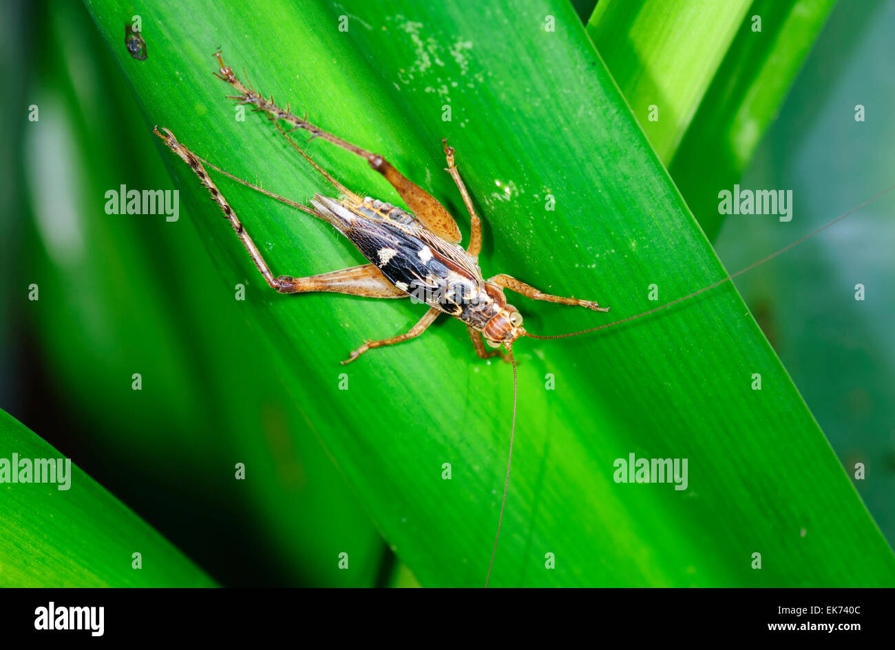 Vero Cricket (Gryllidae), Queensland, Australia Foto Stock