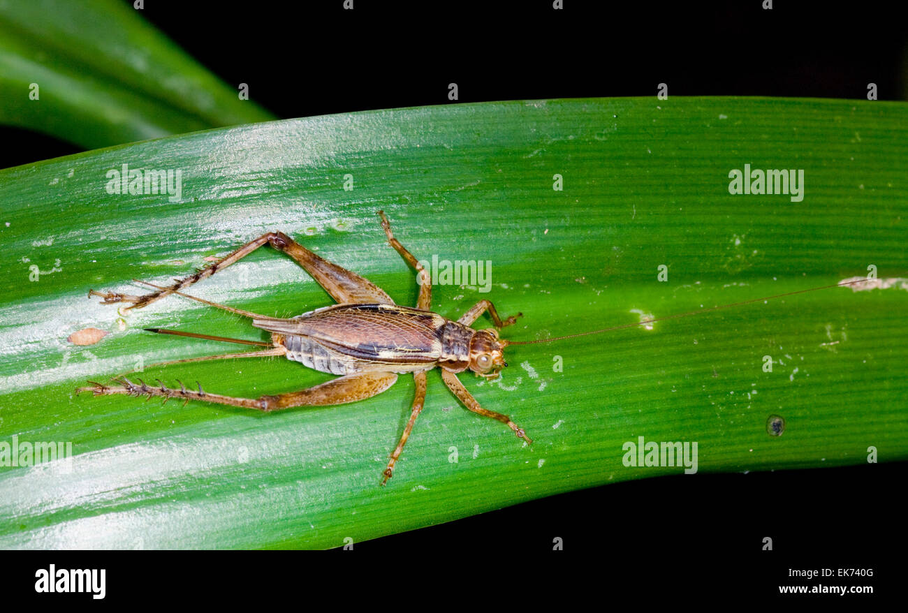 Vero Cricket (Gryllidae), Queensland, Australia Foto Stock