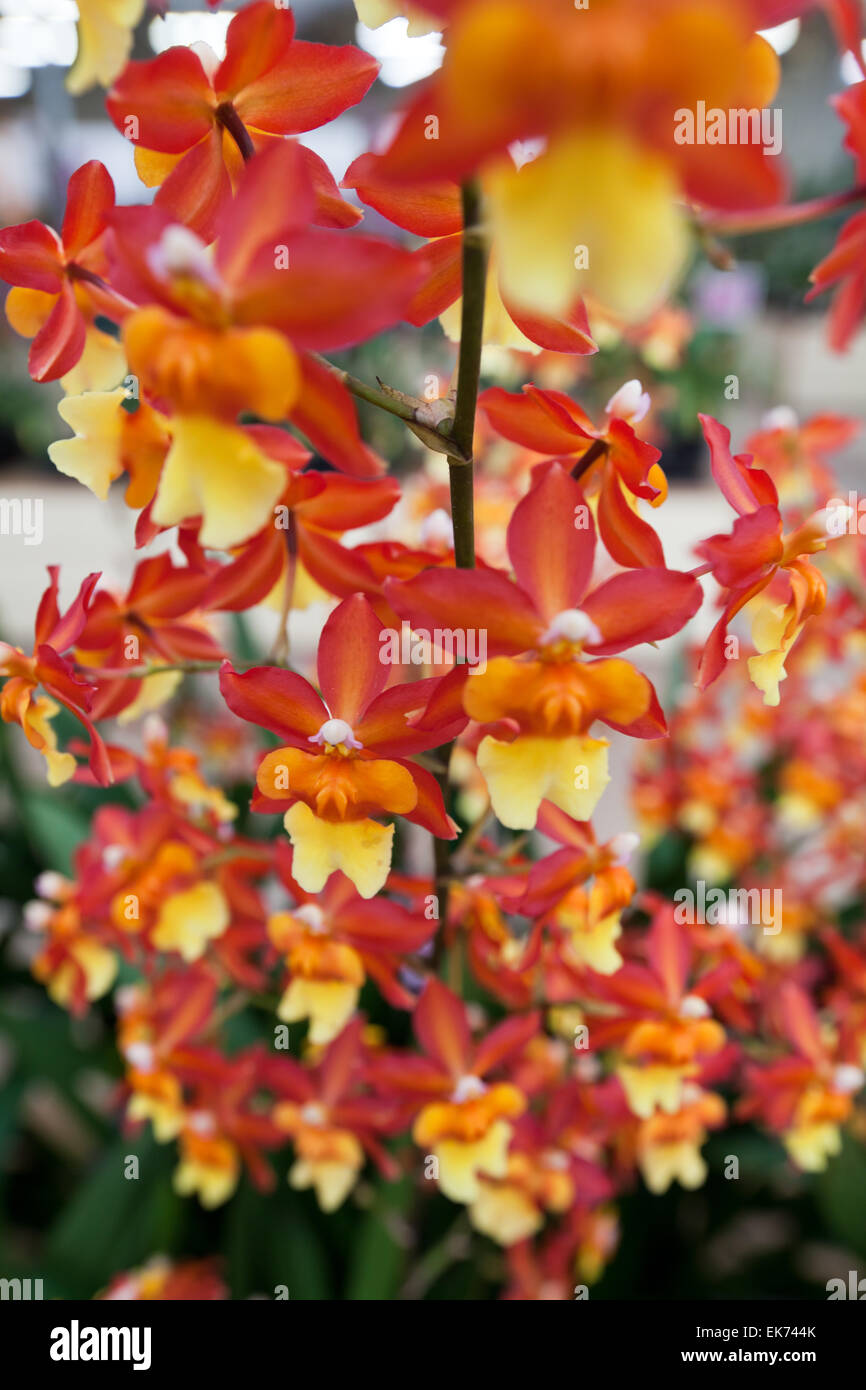 Fiori di orchidea che cresce su pietra lavica. Big Island delle Hawaii, Foto Stock