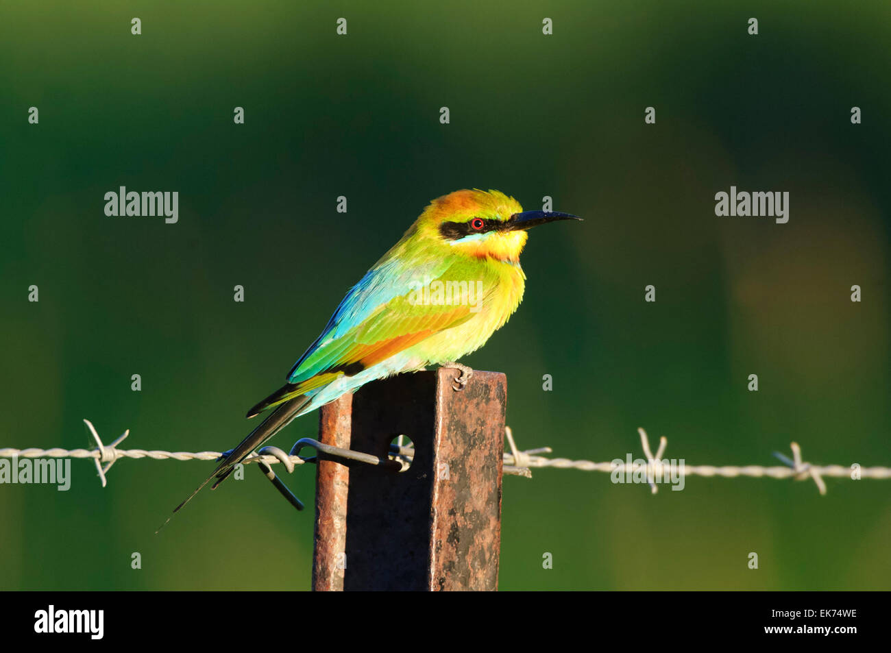 Rainbow Gruccione (Merops ornatus), Queensland, Australia Foto Stock