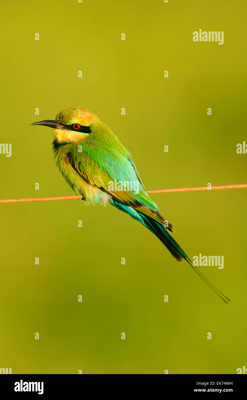 Rainbow Gruccione (Merops ornatus), Queensland, Australia Foto Stock