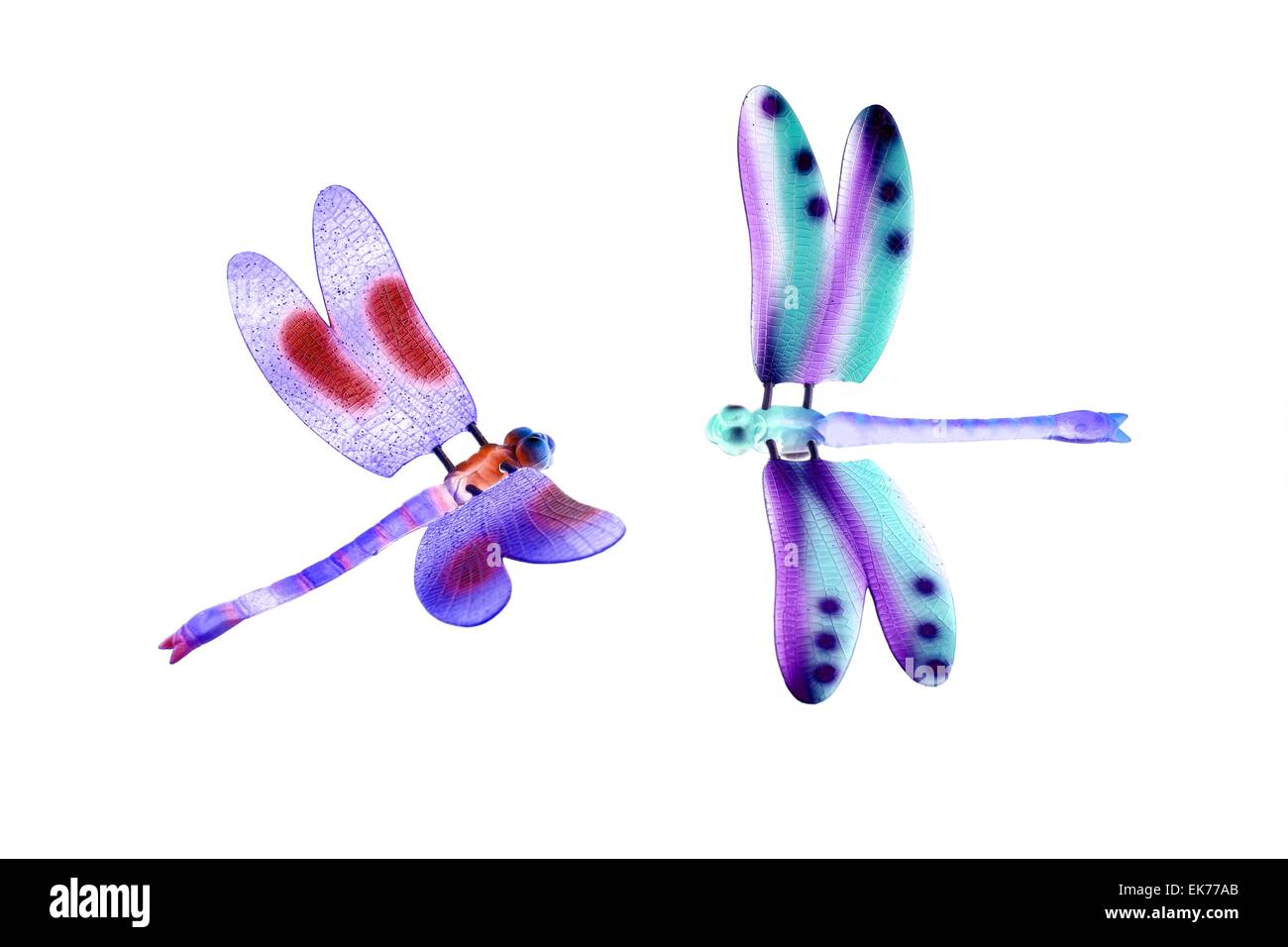 Due coloratissimi dragonfly insetti volanti isolati Foto Stock