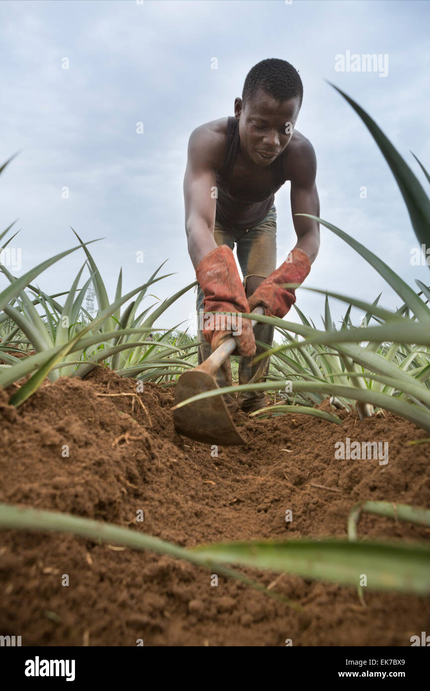 Il commercio equo e solidale ananas coltivatore di Grand Bassam, Costa d'Avorio, l'Africa occidentale. Foto Stock