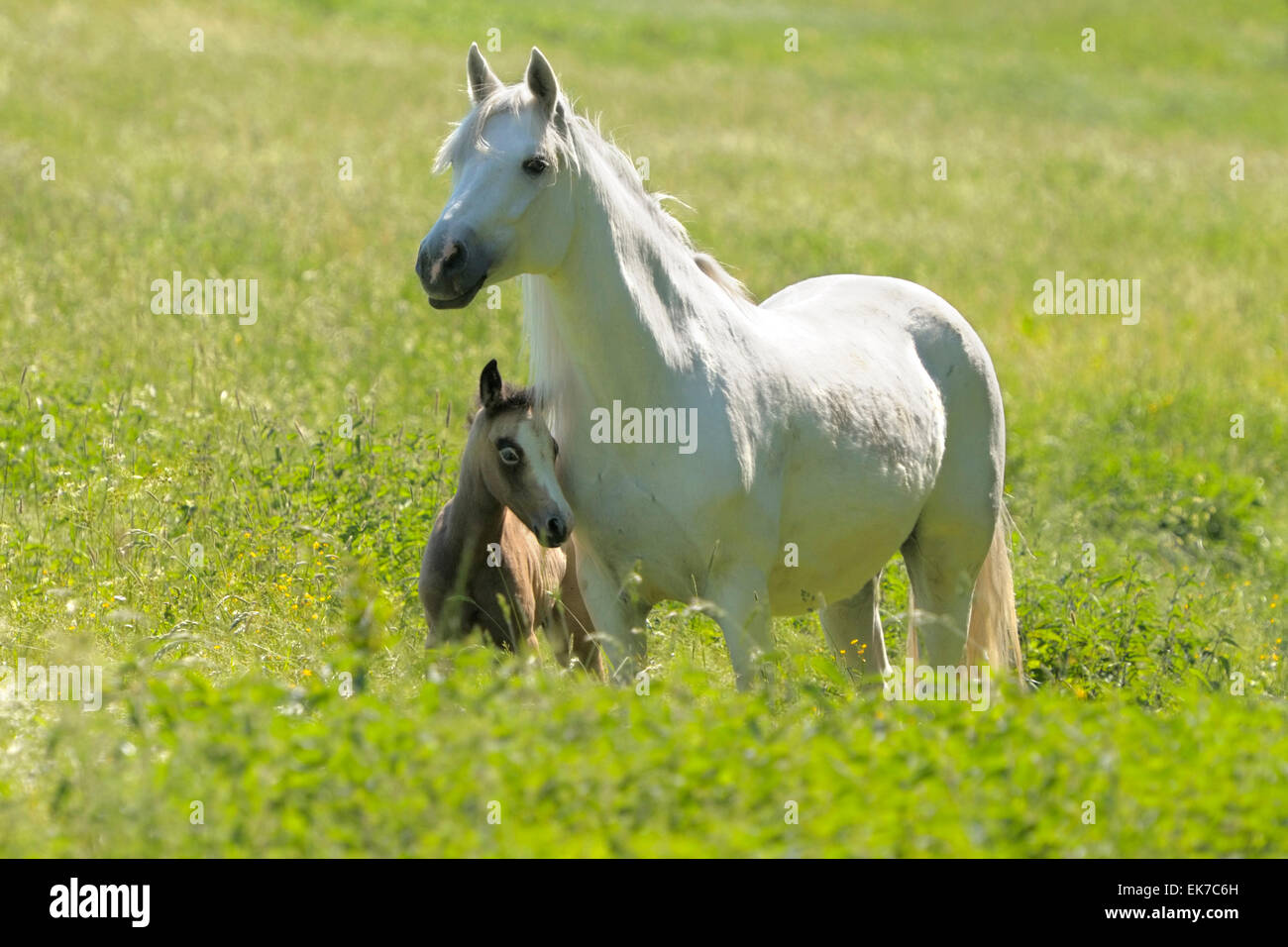 Pony Connemara grigio mare puledro pascolo permanente Germania Foto Stock