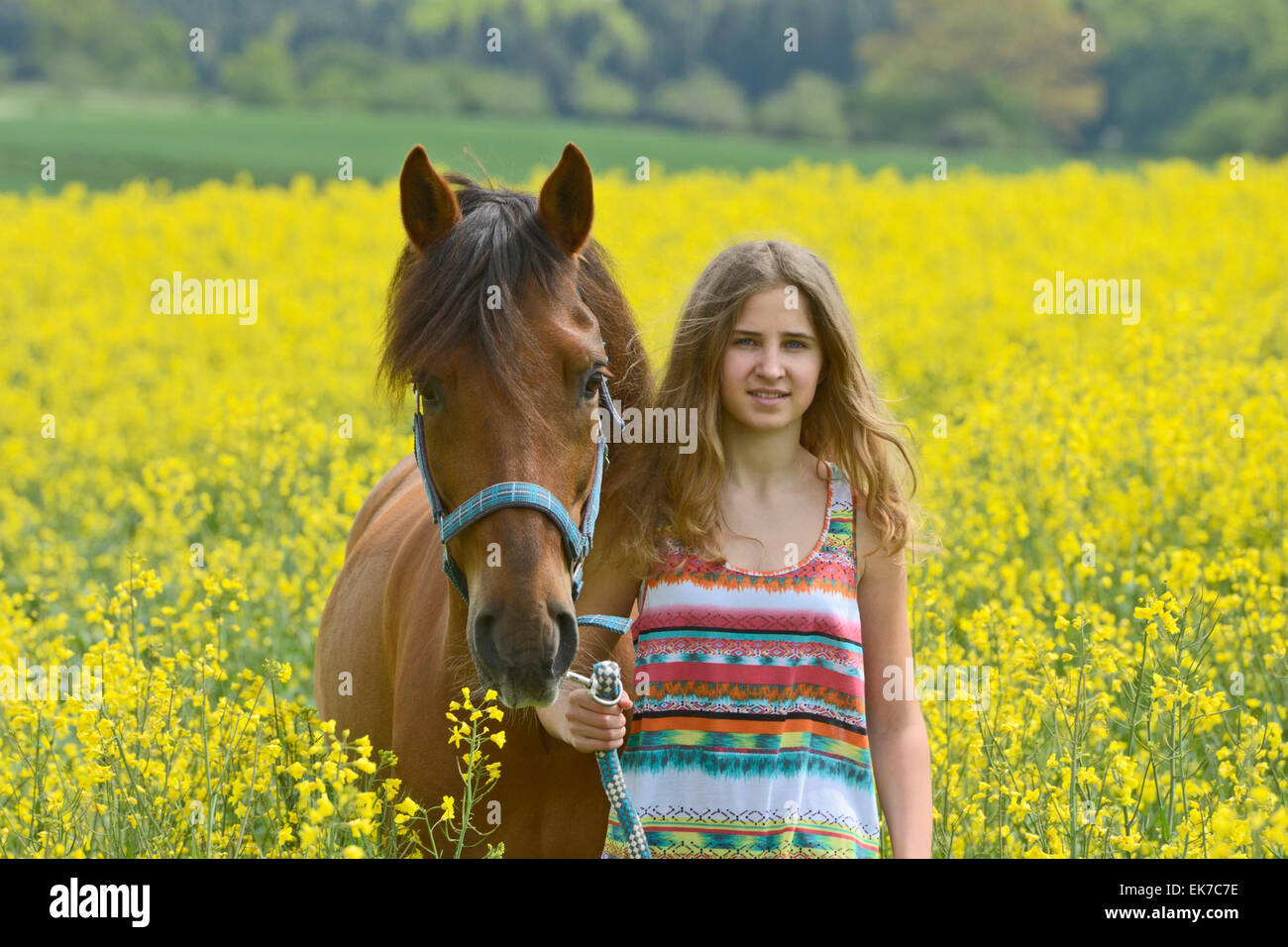 Ragazza bay Paso Fino a cavallo fioritura permanente campo di colza in Germania Foto Stock