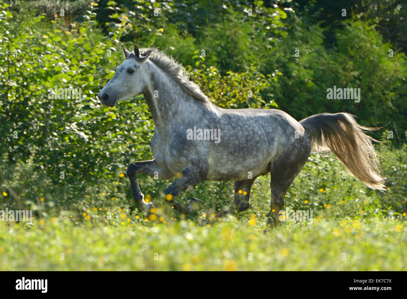 Holstein cavallo grigio colline punteggiano adulto pascolo galoppante Germania Foto Stock