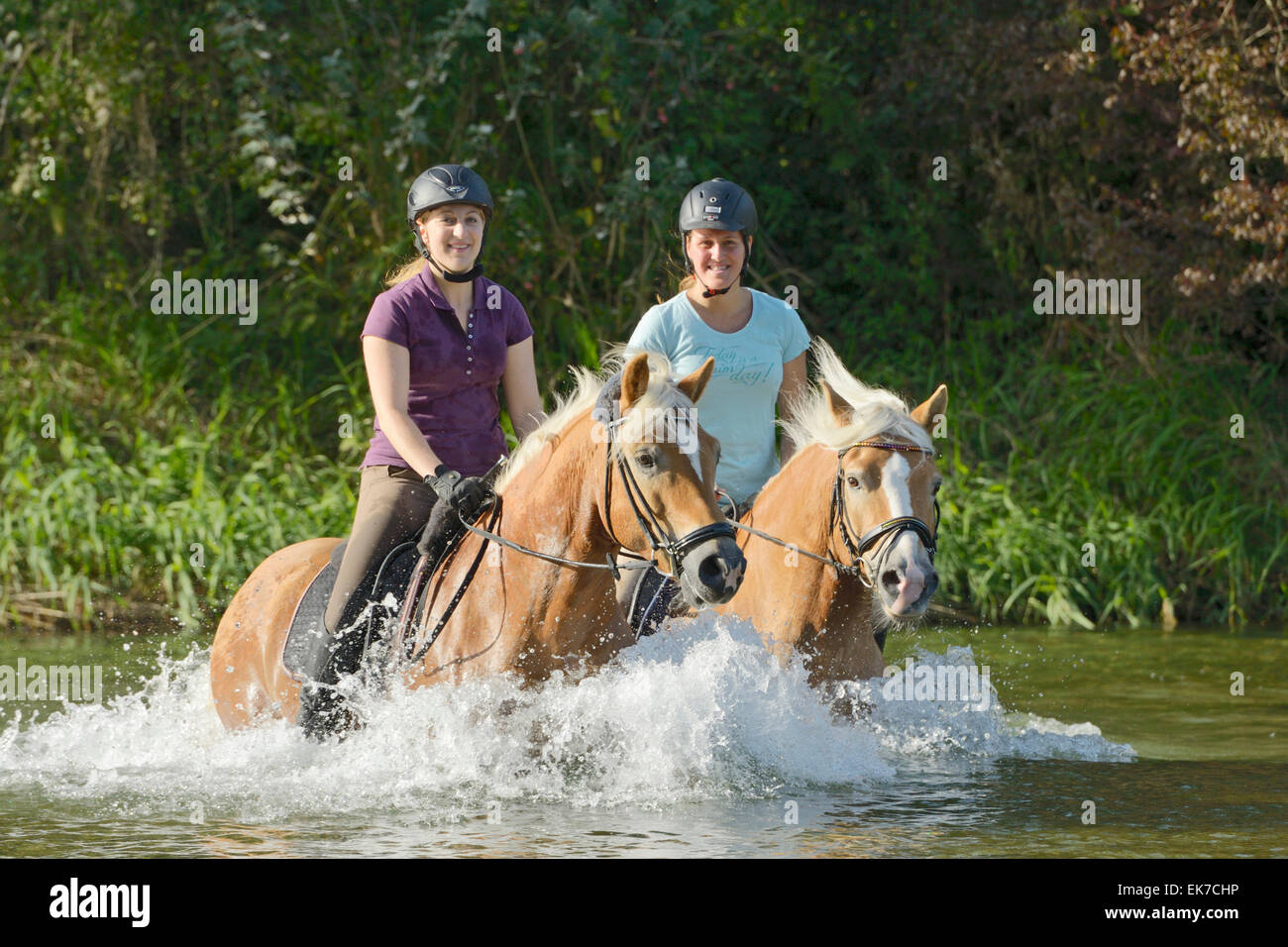 Cavalli di Razza Haflinger due donne trotto il fiume Alz Alta Baviera Germania Foto Stock