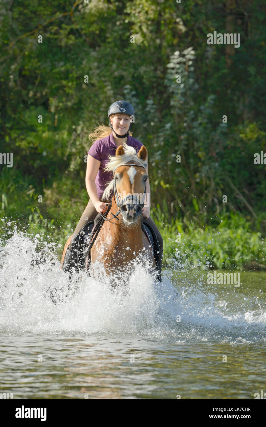 Cavalli di Razza Haflinger giovane donna di trotto il fiume Alz Alta Baviera Germania Foto Stock