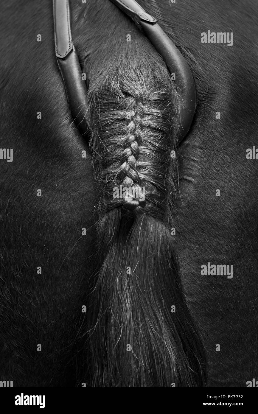 Artistico in bianco e nero del cavallo dettaglio coda Foto Stock