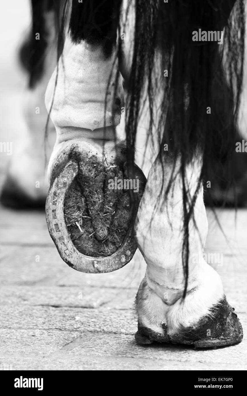 Chiudere fino al ferro di cavallo Foto Stock