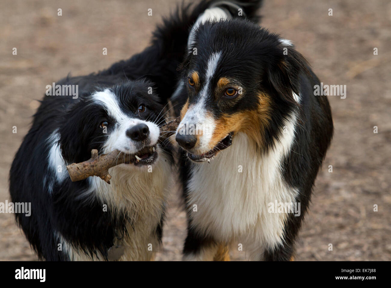 Australian Shepherd Border Collie portando stick Germania Foto Stock