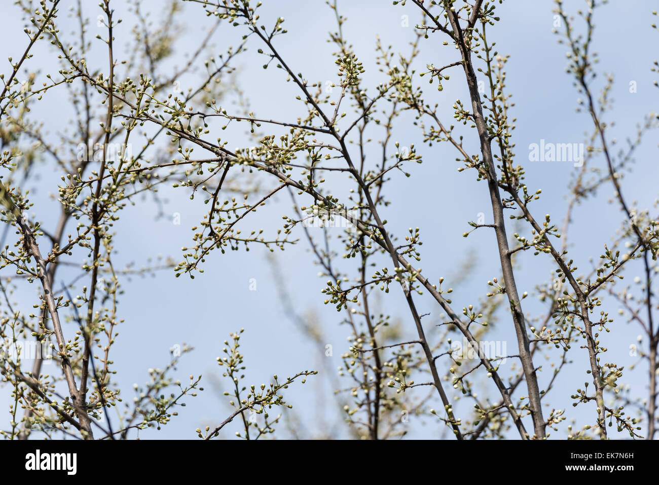 Tree germogli in primavera tempo Foto Stock