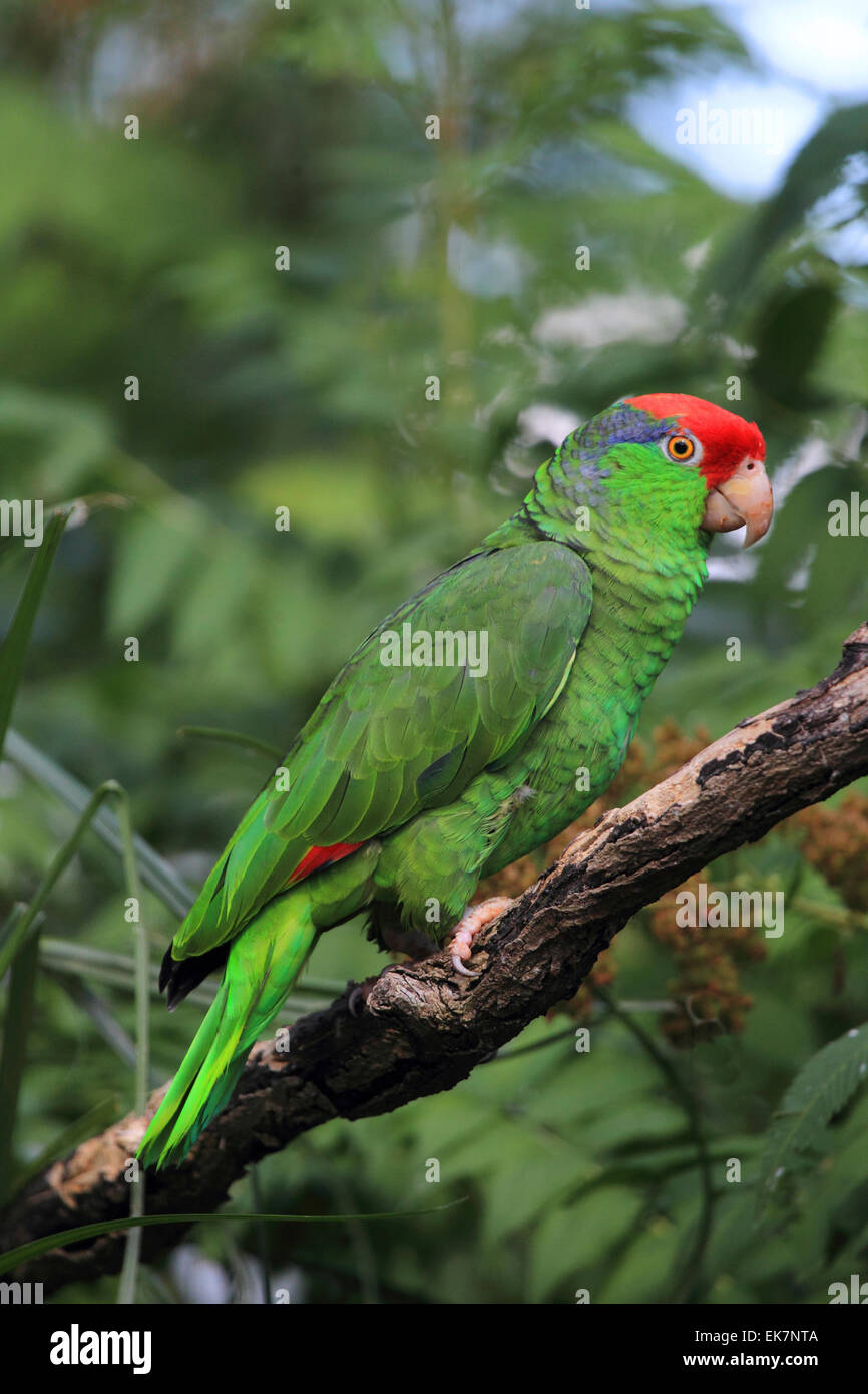 Rosso-incoronato Amazon verde-cheeked Amazon Parrot Amazona viridigenalis appollaiato ramoscello Foto Stock