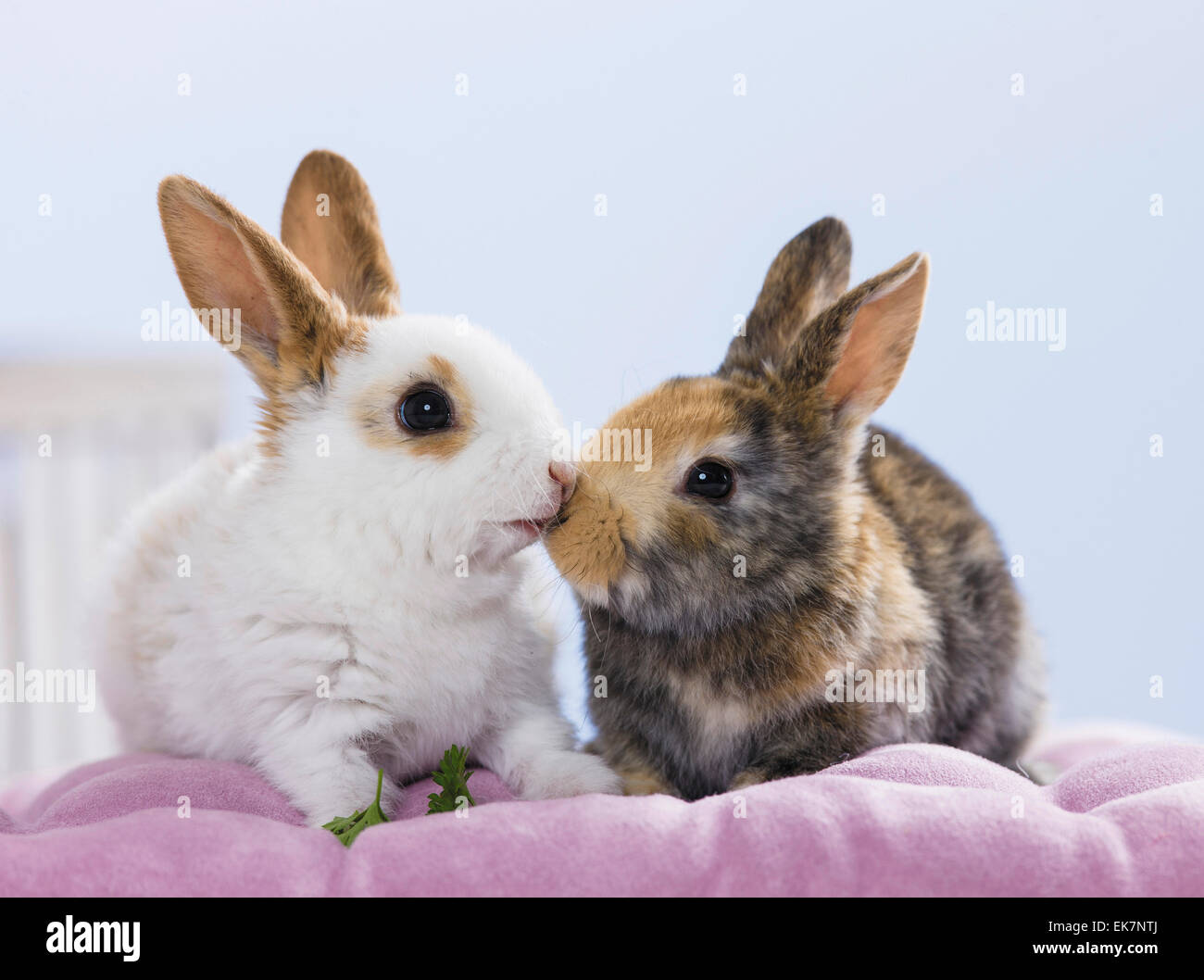 Netherland Dwarf Rabbit due giovani cuscino naso-naso Germania Foto Stock