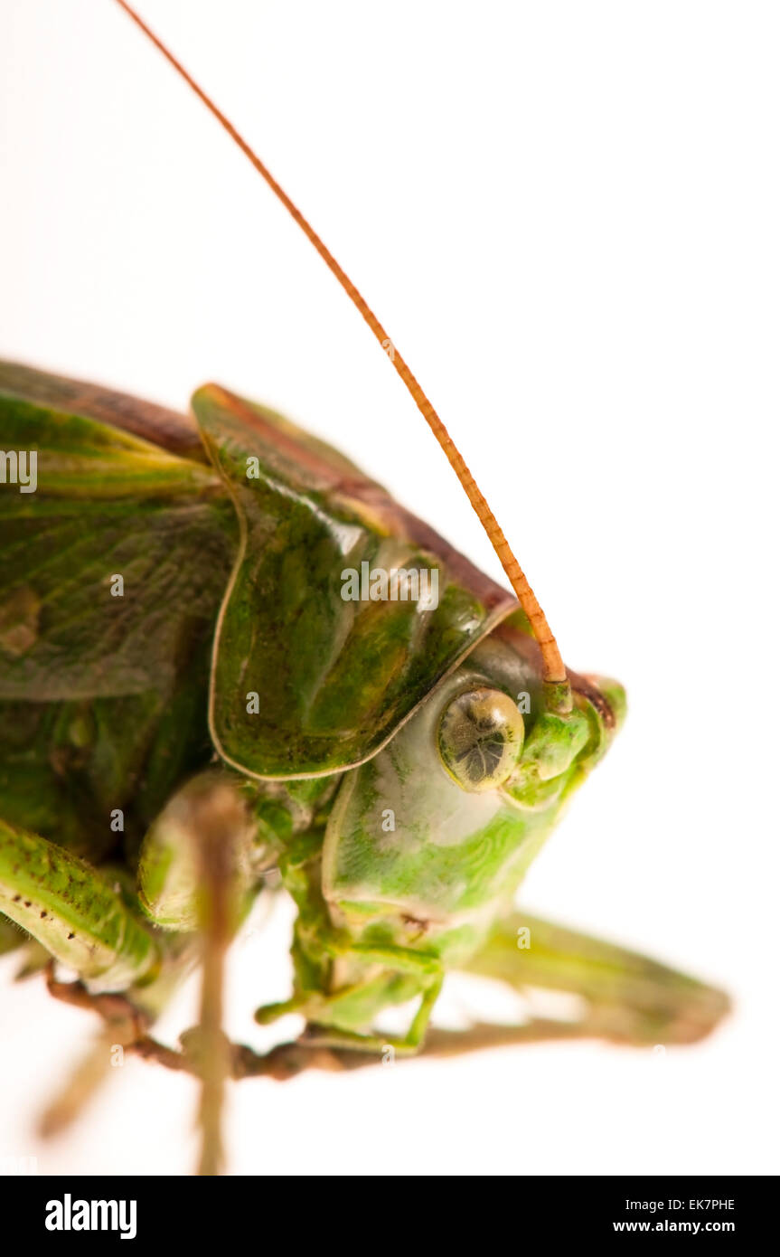 Grasshopper di sfondo bianco Foto Stock